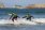 Surf Camp Adults in Suances, Cantabria